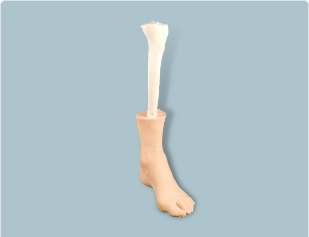 Foot and tibia with skin