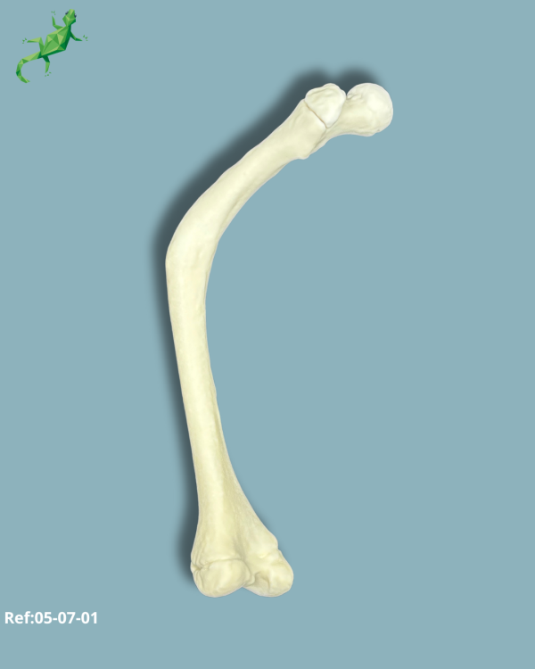 Femur avec déformation à 36° pour le varus / 55° pour le flessum / petit / gauche / Addi CORT+ - Ref 05-07-01