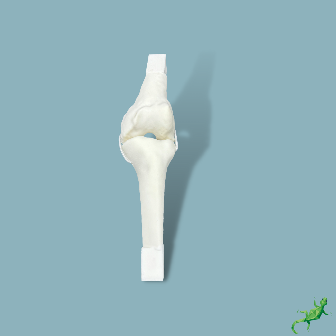 Genou avec ligaments collatéraux gauche – Solid Foam