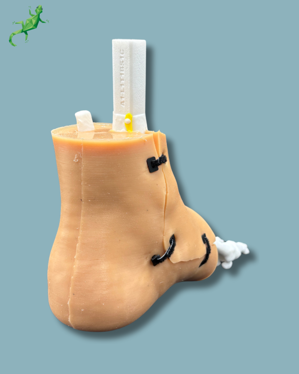 Pack 'Consumable Ankle with ligaments/tendons' + 'Reusable Skin' + 'Reusable Forefoot left' - Ref 02-03-02 - Image 4
