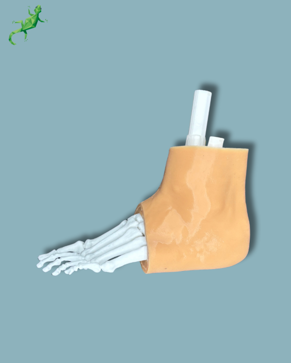 Pack 'Consumable Ankle with ligaments/tendons' + 'Reusable Skin' + 'Reusable Forefoot left' - Ref 02-03-02 - Image 2