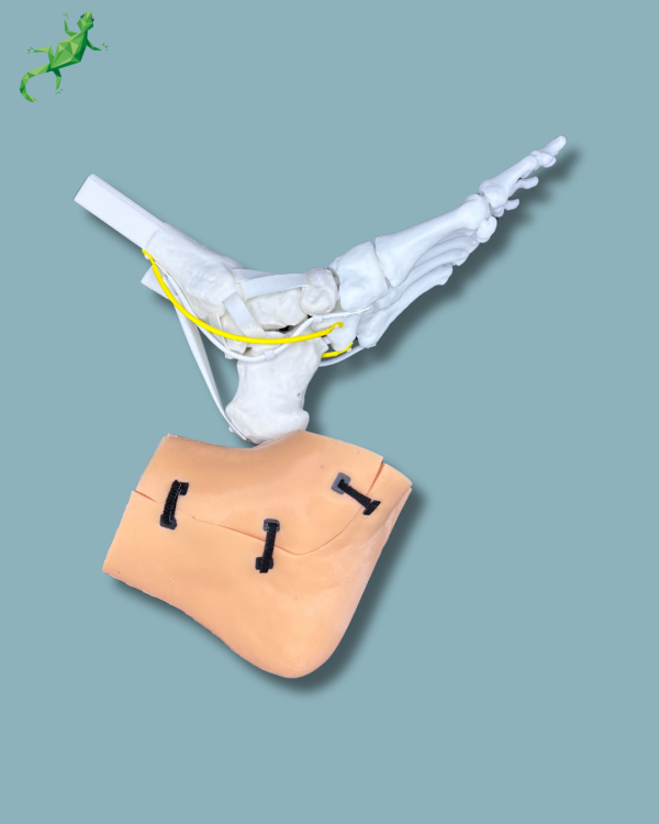 Pack 'Consumable Ankle with ligaments/tendons' + 'Reusable Skin' + 'Reusable Forefoot left' - Ref 02-03-02 - Image 9