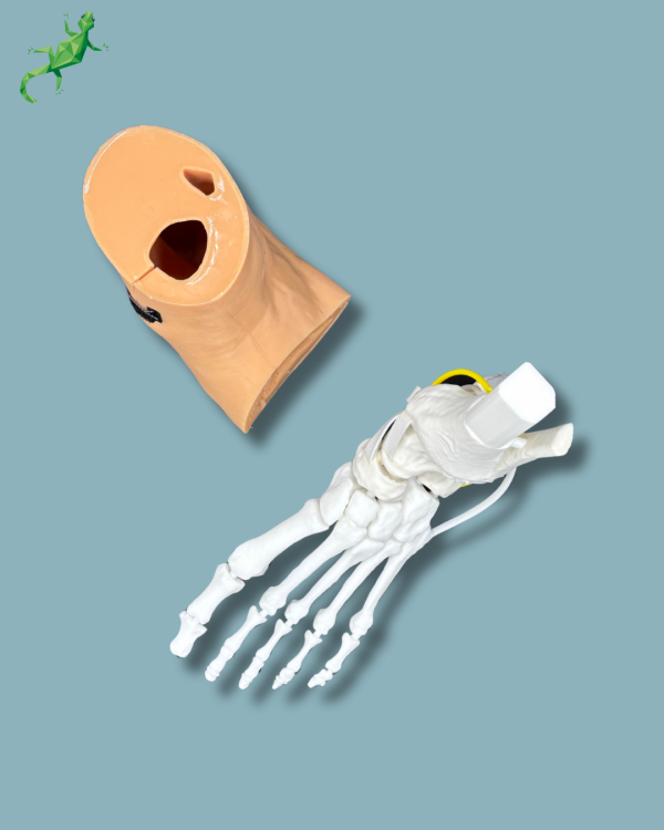 Pack 'Consumable Ankle with ligaments/tendons' + 'Reusable Skin' + 'Reusable Forefoot left' - Ref 02-03-02 - Image 8