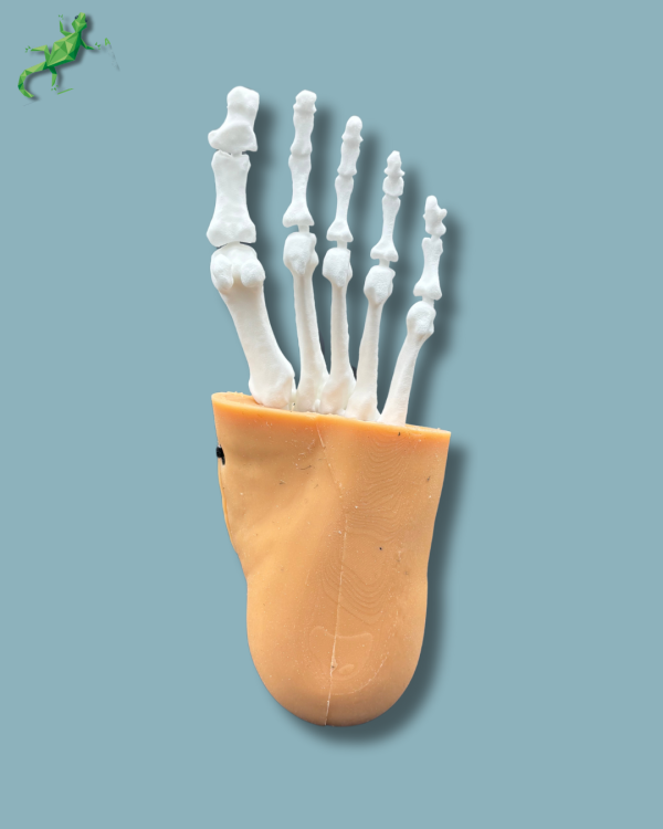 Pack 'Consumable Ankle with ligaments/tendons' + 'Reusable Skin' + 'Reusable Forefoot left' - Ref 02-03-02 - Image 6
