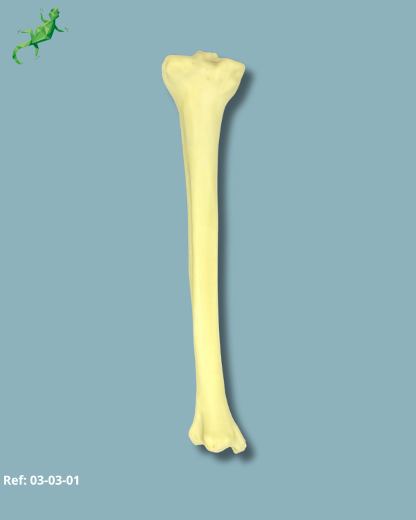 Tibia / Medium / Left / Addi-CAN - Ref 03-03-01