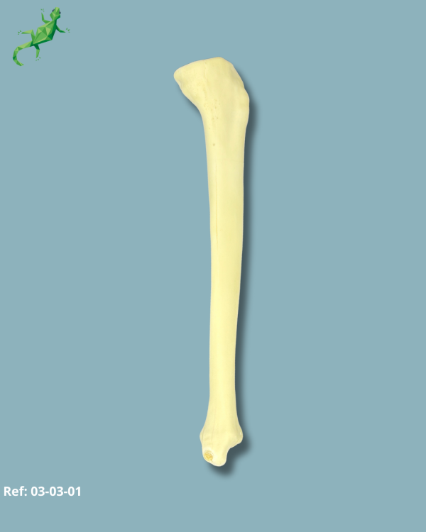 Tibia / Medium / Left / Addi-CAN - Ref 03-03-01 - Image 3