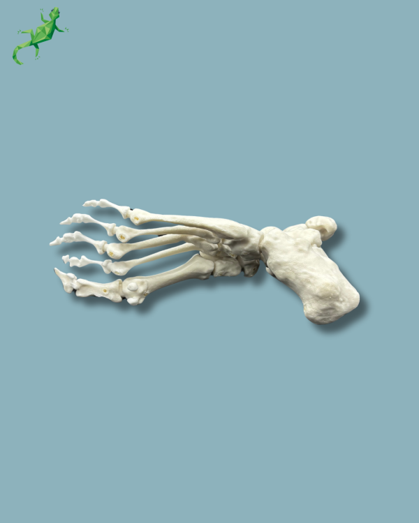 Cavus foot model left, Addi-CORT+ - Ref 02-32-01 - Image 6