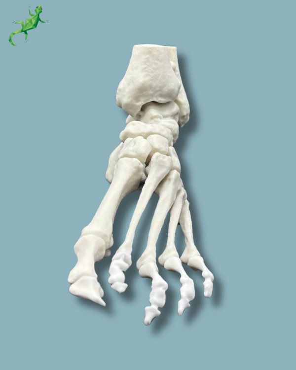 Cavus foot model left, Addi-CORT+ - Ref 02-32-01 - Image 5