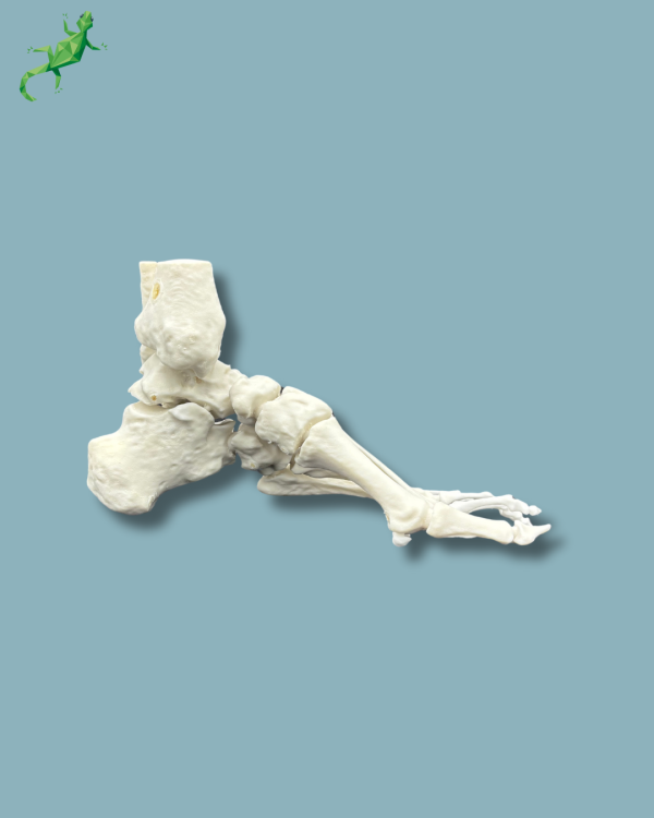 Cavus foot model left, Addi-CORT+ - Ref 02-32-01 - Image 4