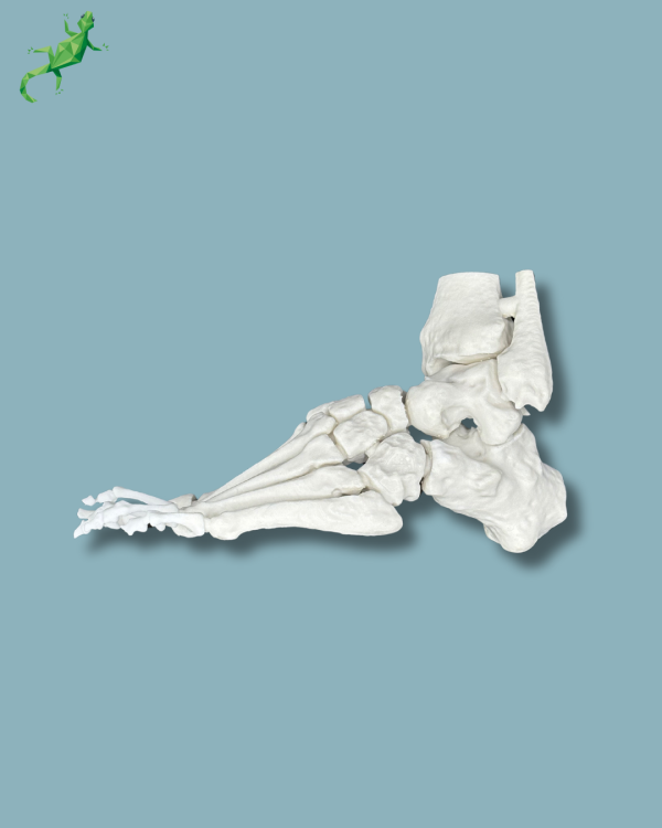 Cavus foot model left, Addi-CORT+ - Ref 02-32-01 - Image 3
