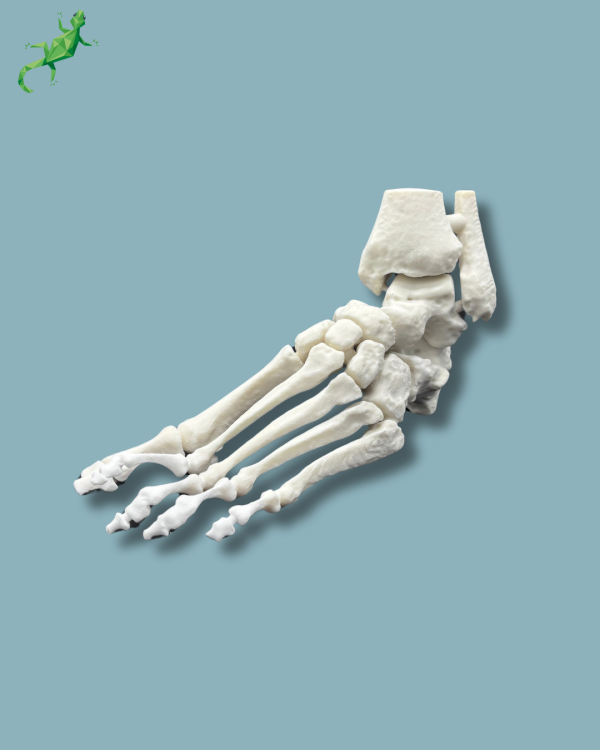 Cavus foot model left, Addi-CORT+ - Ref 02-32-01 - Image 7