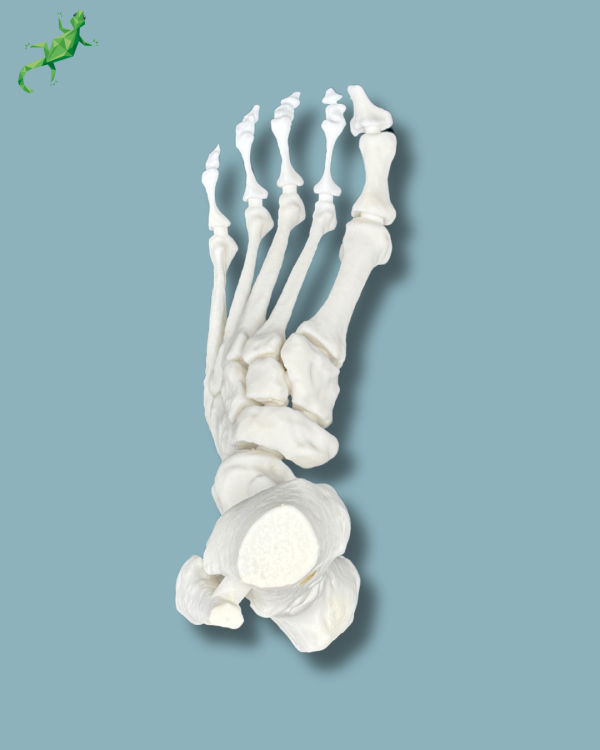 Cavus foot model left, Addi-CORT+ - Ref 02-32-01 - Image 2