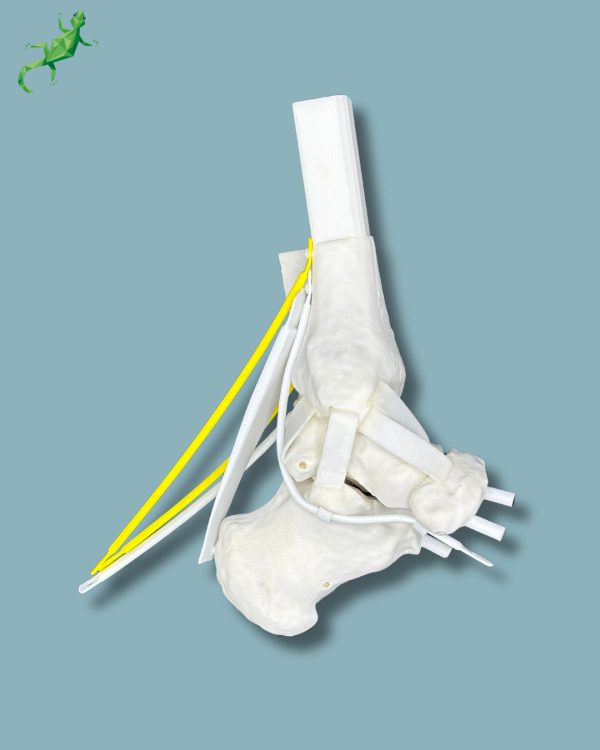 Replaceable hindfoot / Addi-CORT+ Addi-SOFT Addi-ARC - Ref 02-04-02 - Image 10