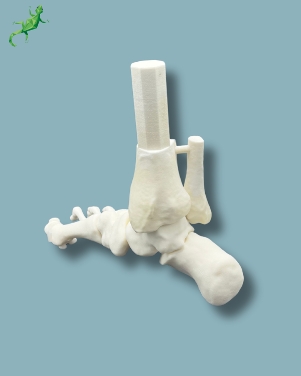 Flatfoot model with forefoot deformities, right, Addi-CORT+ - Ref 02-31-01 - Image 6