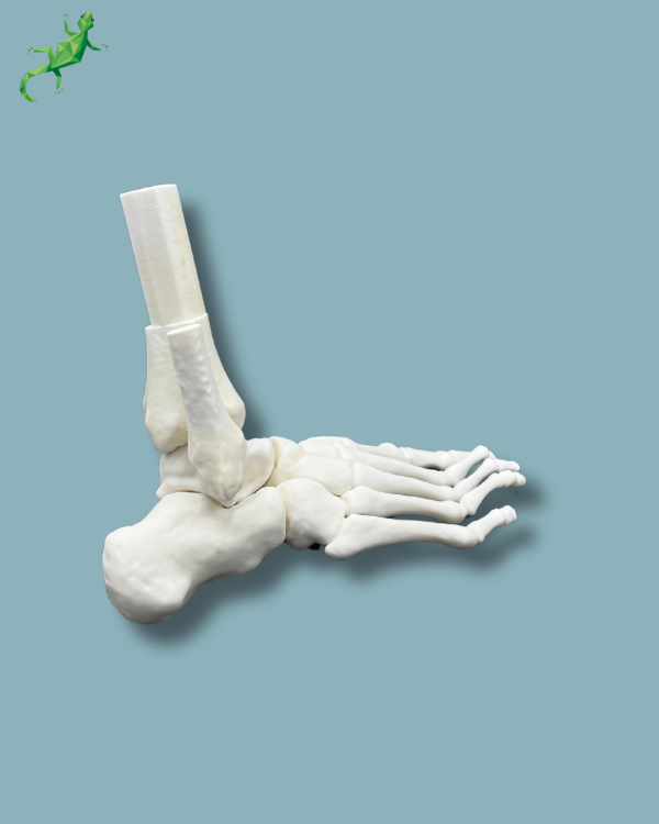 Flatfoot model with forefoot deformities, right, Addi-CORT+ - Ref 02-31-01 - Image 4