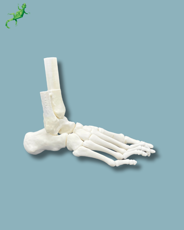 Flatfoot model with forefoot deformities, right, Addi-CORT+ - Ref 02-31-01 - Image 3