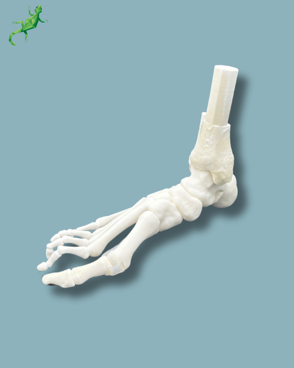 Flatfoot model with forefoot deformities, right, Addi-CORT+ - Ref 02-31-01 - Image 7