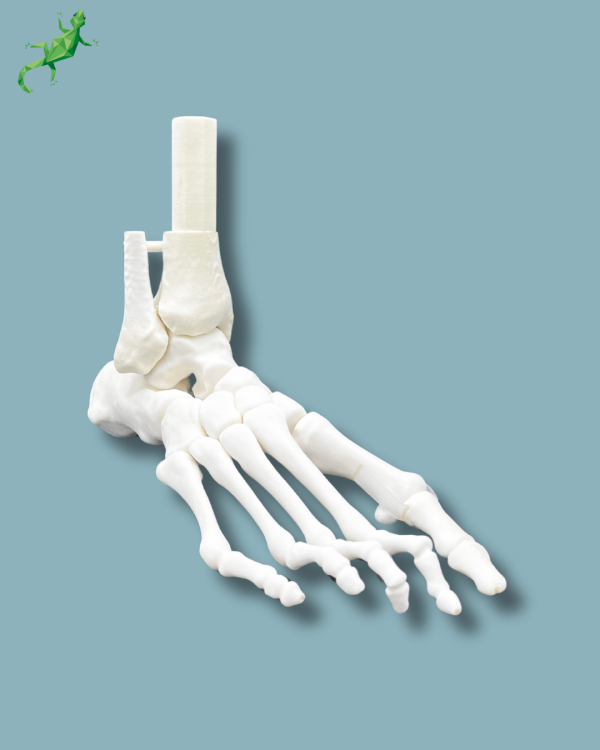 Flatfoot model with forefoot deformities, right, Addi-CORT+ - Ref 02-31-01 - Image 2