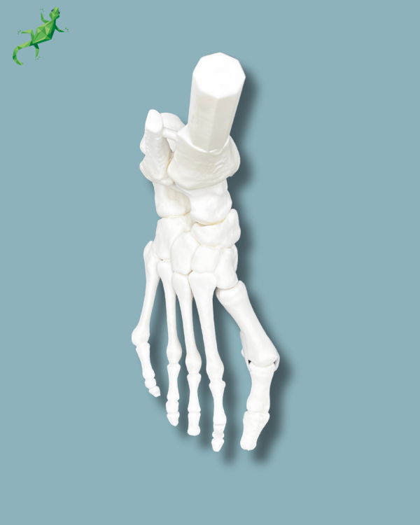 Flatfoot model with forefoot deformities, right, Addi-CORT+ - Ref 02-31-01 - Image 10