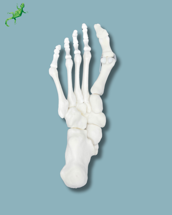 Flatfoot model with forefoot deformities, right, Addi-CORT+ - Ref 02-31-01 - Image 9