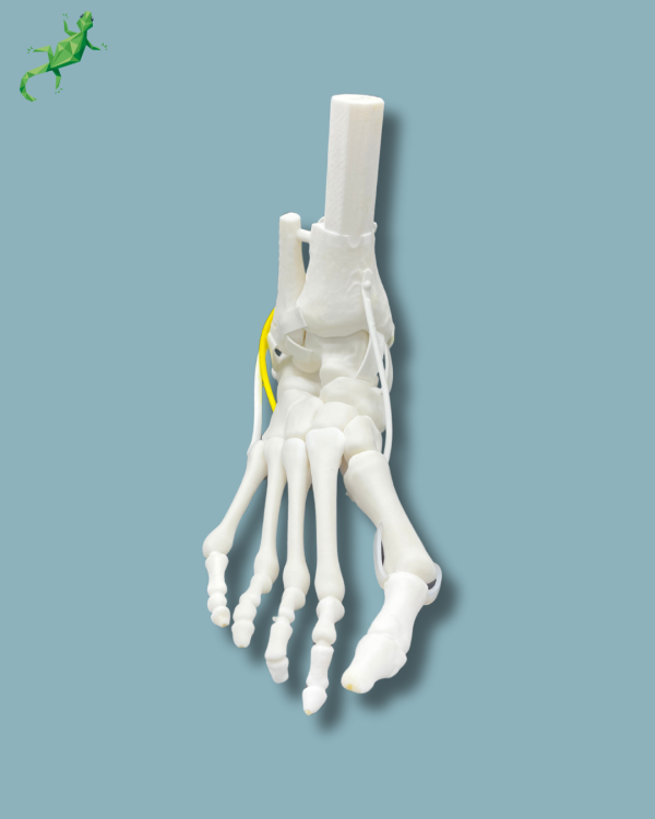 Flatfoot model with forefoot deformities, right, with ligaments/tendons on the ankle - Ref 02-07-02 - Image 7