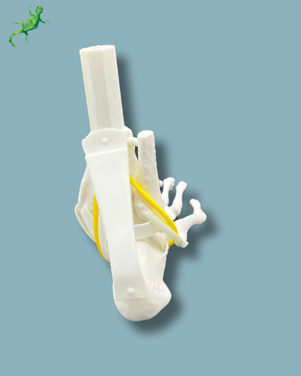 Flatfoot model with forefoot deformities, right, with ligaments/tendons on the ankle - Ref 02-07-02 - Image 4
