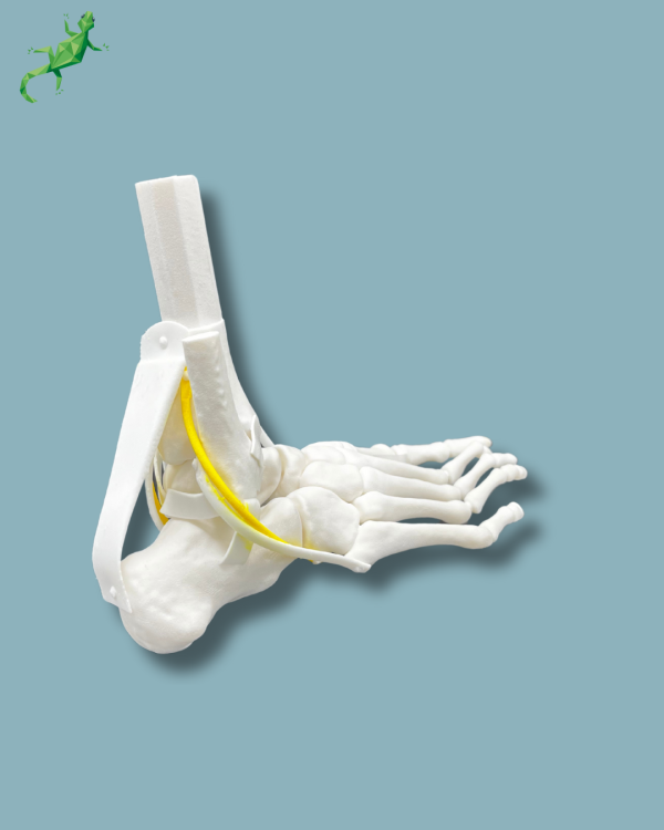 Flatfoot model with forefoot deformities, right, with ligaments/tendons on the ankle - Ref 02-07-02 - Image 9