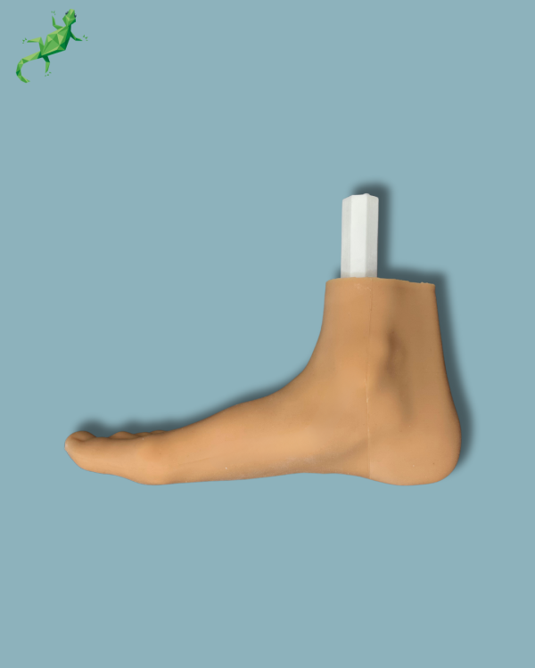 Flatfoot model with forefoot deformities, right, with ligaments/tendons on the ankle and skin - Ref 02-06-02 - Image 6
