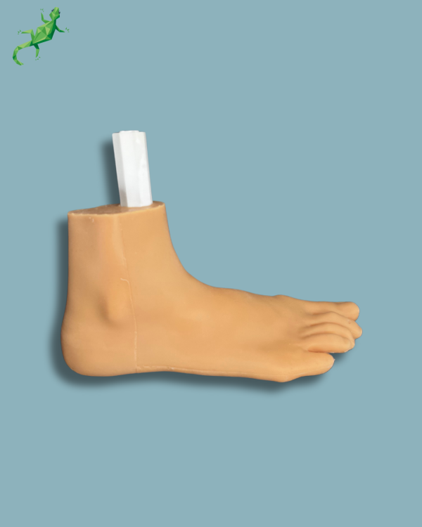 Flatfoot model with forefoot deformities, right, with ligaments/tendons on the ankle and skin - Ref 02-06-02 - Image 5