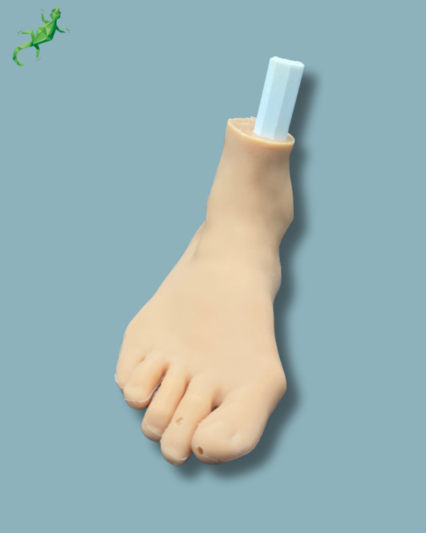 Flatfoot model with forefoot deformities, right, with ligaments/tendons on the ankle and skin - Ref 02-06-02 - Image 3