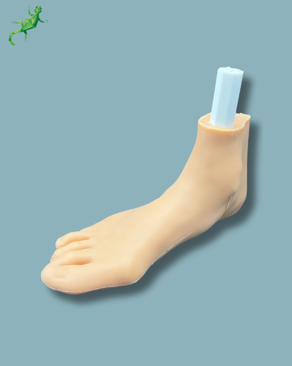 Flatfoot model with forefoot deformities, right, with ligaments/tendons on the ankle and skin - Ref 02-06-02