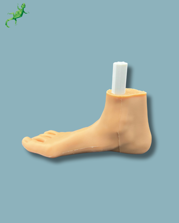Flatfoot model with forefoot deformities, right, with ligaments/tendons on the ankle and skin - Ref 02-06-02 - Image 12