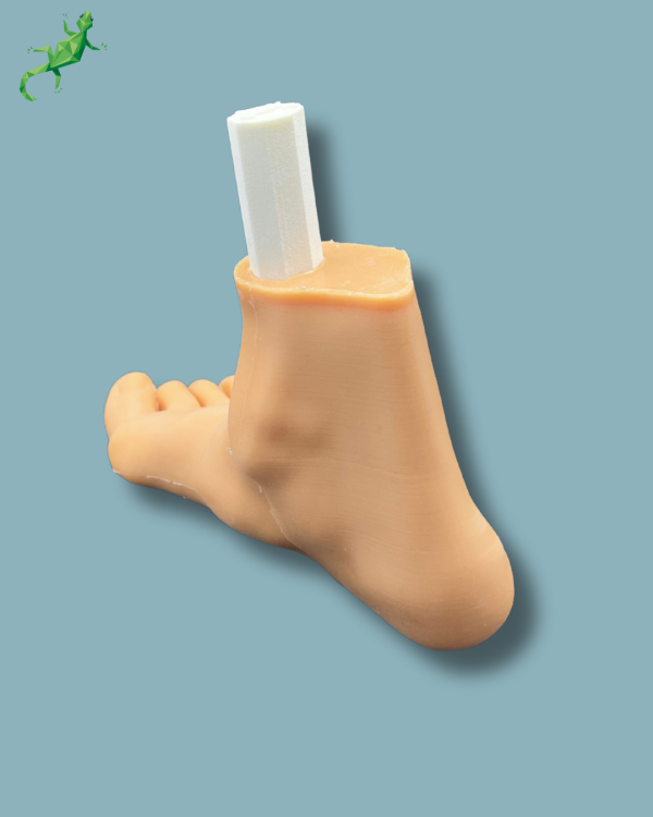Flatfoot model with forefoot deformities, right, with ligaments/tendons on the ankle and skin - Ref 02-06-02 - Image 11