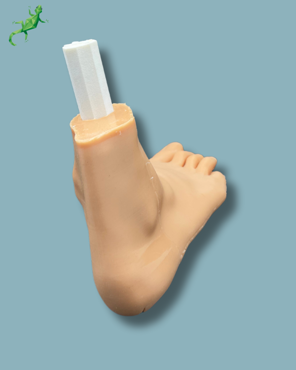 Flatfoot model with forefoot deformities, right, with ligaments/tendons on the ankle and skin - Ref 02-06-02 - Image 10