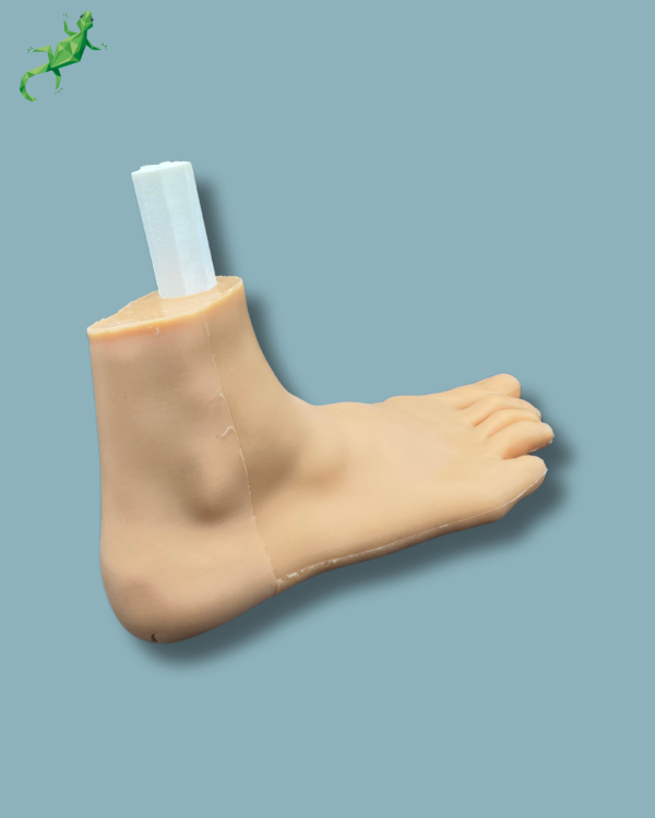 Flatfoot model with forefoot deformities, right, with ligaments/tendons on the ankle and skin - Ref 02-06-02 - Image 9