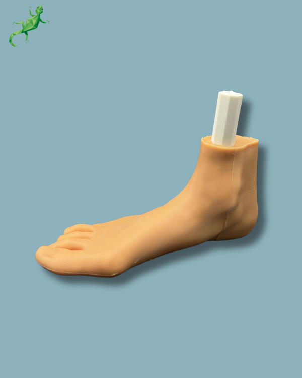 Flatfoot model with forefoot deformities, right, with ligaments/tendons on the ankle and skin - Ref 02-06-02 - Image 2