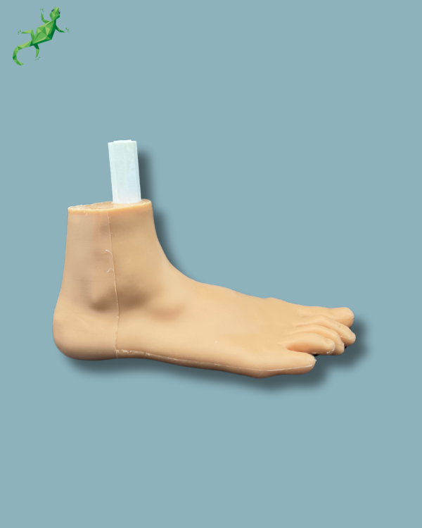 Flatfoot model with forefoot deformities, right, with ligaments/tendons on the ankle and skin - Ref 02-06-02 - Image 8