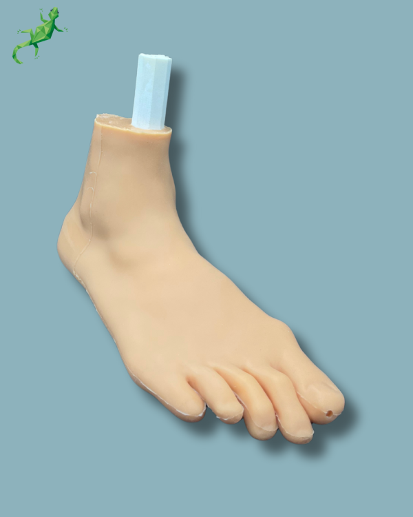 Flatfoot model with forefoot deformities, right, with ligaments/tendons on the ankle and skin - Ref 02-06-02 - Image 4