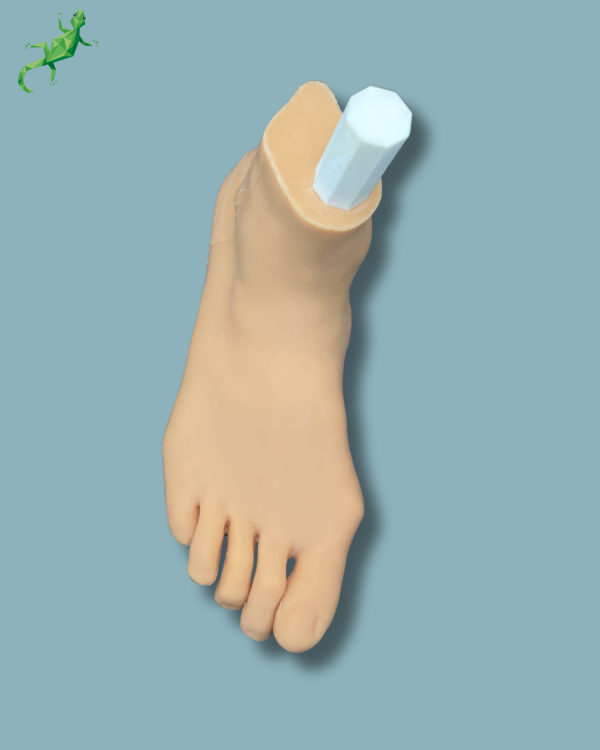 Flatfoot model with forefoot deformities, right, with ligaments/tendons on the ankle and skin - Ref 02-06-02 - Image 7
