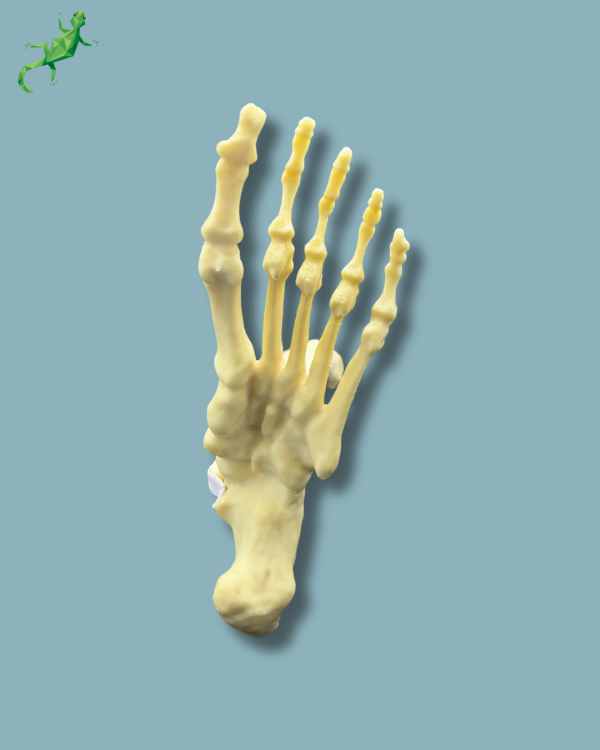 Foot and tibia / Medium / Left / Addi-CAN - Ref 02-17-01 - Image 6