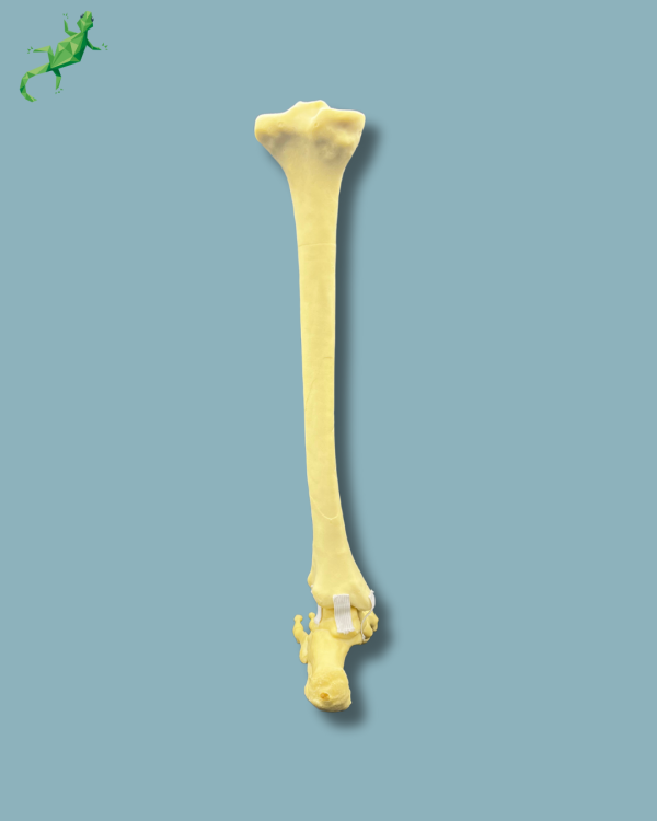Foot and tibia / Medium / Left / Addi-CAN - Ref 02-17-01 - Image 5