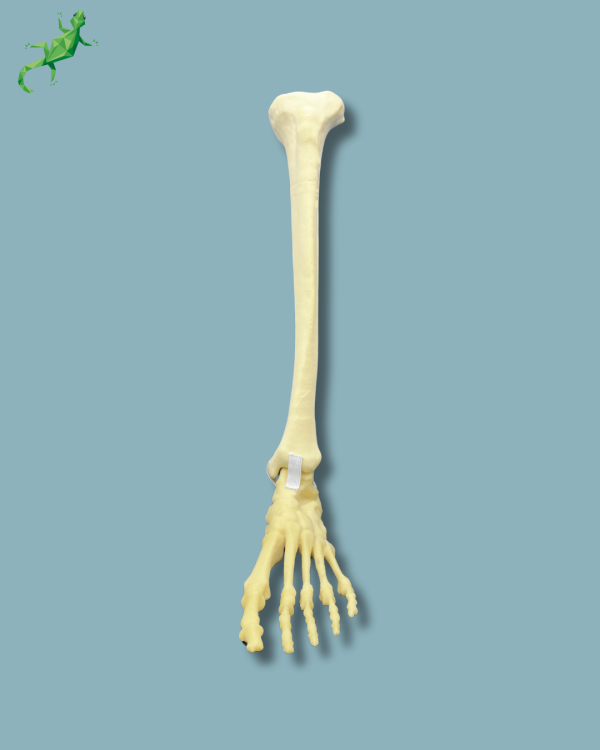 Foot and tibia / Medium / Left / Addi-CAN - Ref 02-17-01 - Image 3
