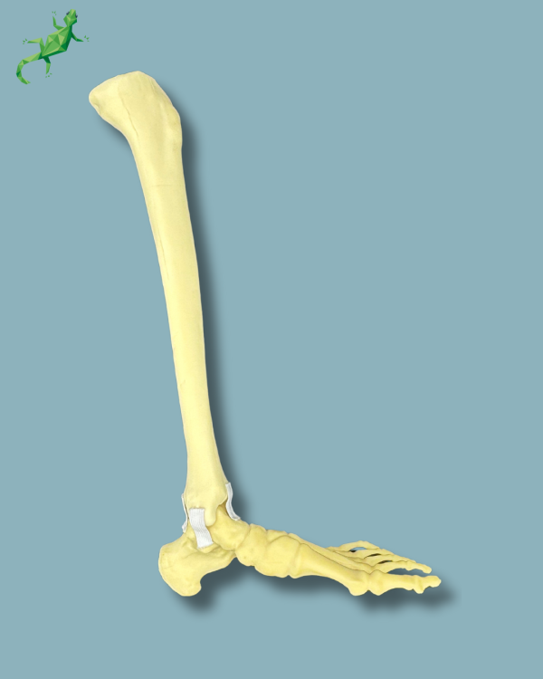 Foot and tibia / Medium / Left / Addi-CAN - Ref 02-17-01