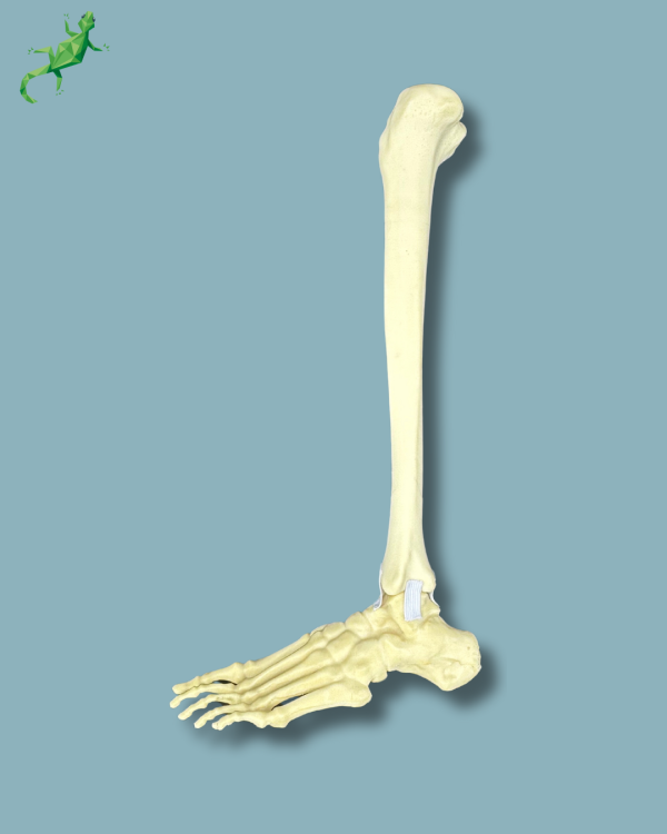 Foot and tibia / Medium / Left / Addi-CAN - Ref 02-17-01 - Image 2