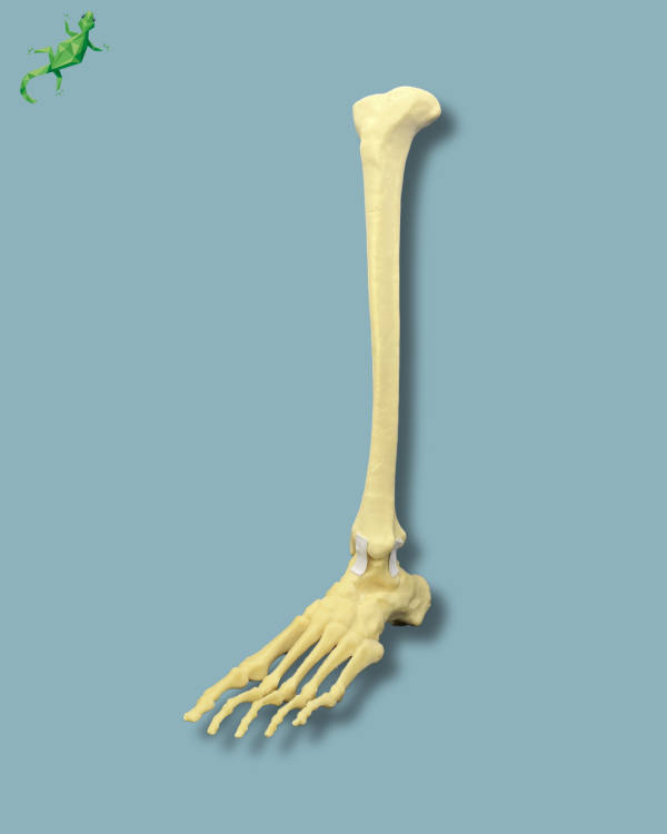 Foot and tibia / Medium / Left / Addi-CAN - Ref 02-17-01 - Image 4