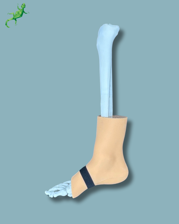 Pied et tibia avec arthrose de la cheville COFAS 1 avec ligaments/tendons/rétinaculum et peau - Ref 02-01-02 – Image 4