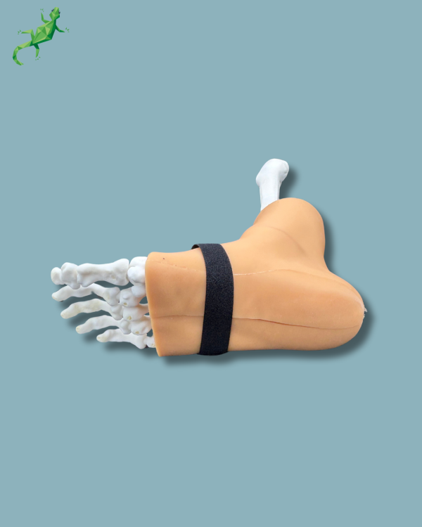 Pied et tibia avec arthrose de la cheville COFAS 1 avec ligaments/tendons/rétinaculum et peau - Ref 02-01-02 – Image 5