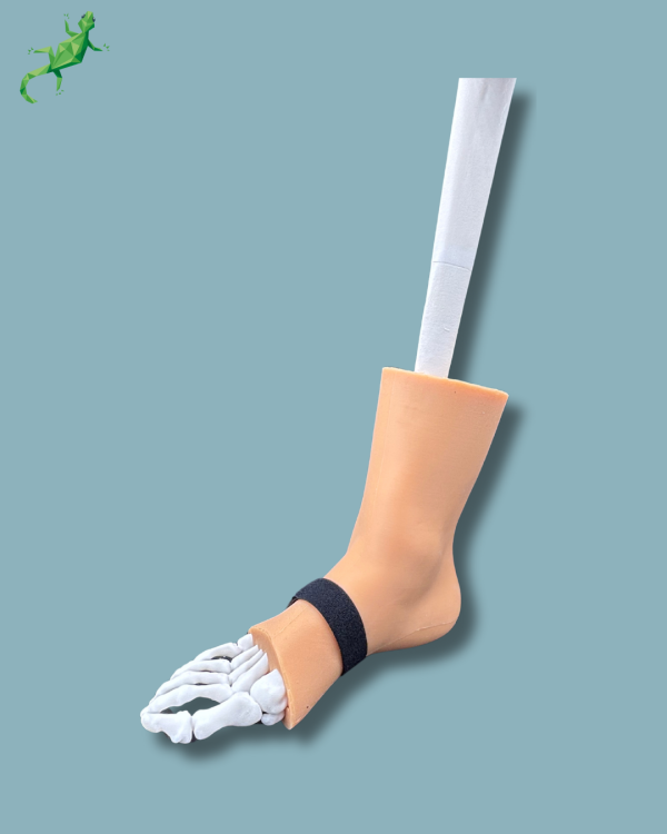 Pied et tibia avec arthrose de la cheville COFAS 1 avec ligaments/tendons/rétinaculum et peau - Ref 02-01-02 – Image 3