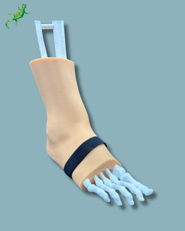 Pied et tibia avec arthrose de la cheville COFAS 1 avec ligaments/tendons/rétinaculum et peau - Ref 02-01-02 – Image 7