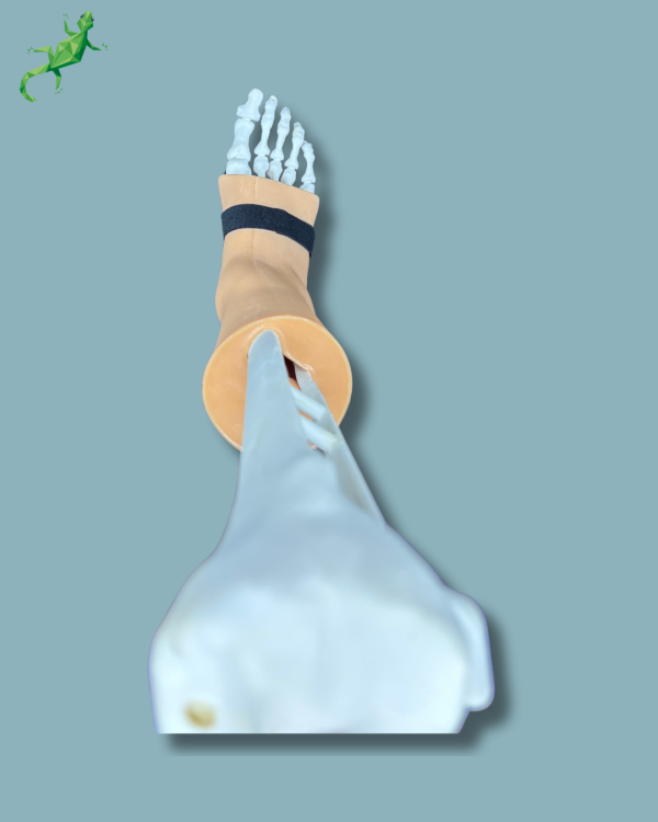 Pied et tibia avec arthrose de la cheville COFAS 1 avec ligaments/tendons/rétinaculum et peau - Ref 02-01-02 – Image 6